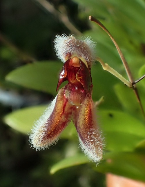 orchid-a-day:    Stelis rodrigoi  Syn.:   Condylago rodrigoi   October 24, 2019  