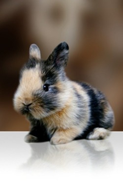 Too cute for words (Calico Rabbit)