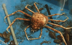 darkinternalthoughts:  educational-gifs: A spider crab removing its old shell. OMG. It’s like it shat itself out into the new moult.Disturbing arthropod behaviour.BTW, this species has the largest leg span of any extant arthropod, with individual crabs