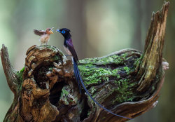 boredpanda:    Birds Taking Care Of Their Babies   