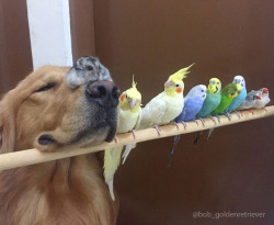 thebillsworld:  tastefullyoffensive:  Bob the golden retriever is best friends with eight birds and a hamster.(photos via @bob_goldenretriever/imgur)  Que belleza : )