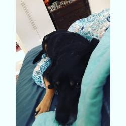 My cuddle buddy 😍🐶    #leighbeetravel #stpete #love #dogsofinstagram #muttsofinstagram #leilanygrenmarmes #cuddle #sleepy #latergram  https://www.instagram.com/problemsolver_revolver/p/BwuUCXcA4yf/?utm_source=ig_tumblr_share&amp;igshid=1gmm38n9bdfyu