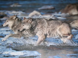 Chilly crossing (Timber wolves)
