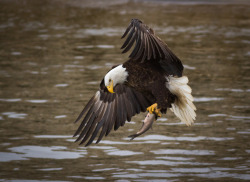 animal-obsession:  Wow, I Did It - TroyMarcyPhotography.com It is pretty cool to see bald eagles fishing, but one of the coolest things is when they take a glance down to check on their catch.