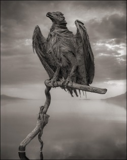 How it must have hurt when your body betrayed you, leaving you blind and alone in a stone prison. You were so fragile in life. It is only fair that you are invincibly, terribly beautiful in death.  strangebiology: Photographer Nick Brandt picked up animal