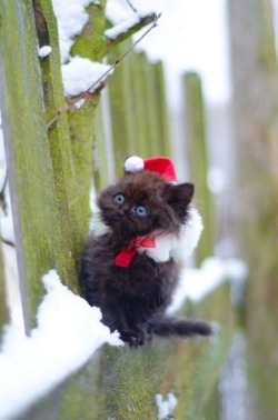 magicalnaturetour:  Santa kitty by errn825 via reddit :)  Yes