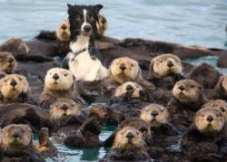roachpatrol:  thefingerfuckingfemalefury:  honestlyvan:  #ONE OF THESE THINGS IS NOT LIKE THE OTHEEERS don’t you mean one of these is not like the otters  &ldquo;THIS IS A REALLY WEIRD DOG PACK I HAVE JOINED&rdquo;  these weird dogs are always wet 
