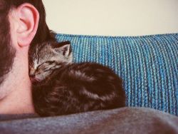 awwww-cute:  Here we observe the feline displaying a rare, tender moment of appreciation for its slave 