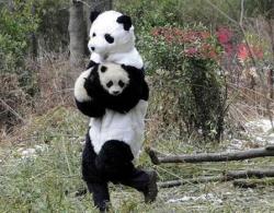 cuteys:  hectorsalamanca:  Panda researchers in China wear panda costumes to give mother-like feeling to a lonely baby panda who lost her mother [x]  dream job 