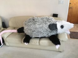 snootyfoxfashion:Gigantic Possum Plush from gopossum Do you love opossums? have you ever wanted to cuddle and squeeze OPOSSUMS? do you want to surrender your couch??NINE! FOOT! POSSUM!Five Feet of sturdy momma possum, 4 additional feet of tail, secret