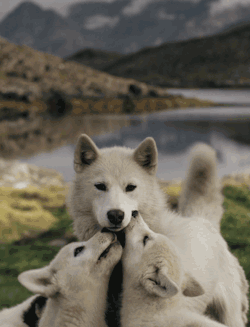 awwww-cute:  Mother Wolf and her Pups 