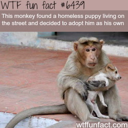 wtf-fun-factss:  Monkey adopts a puppy - WTF fun facts    