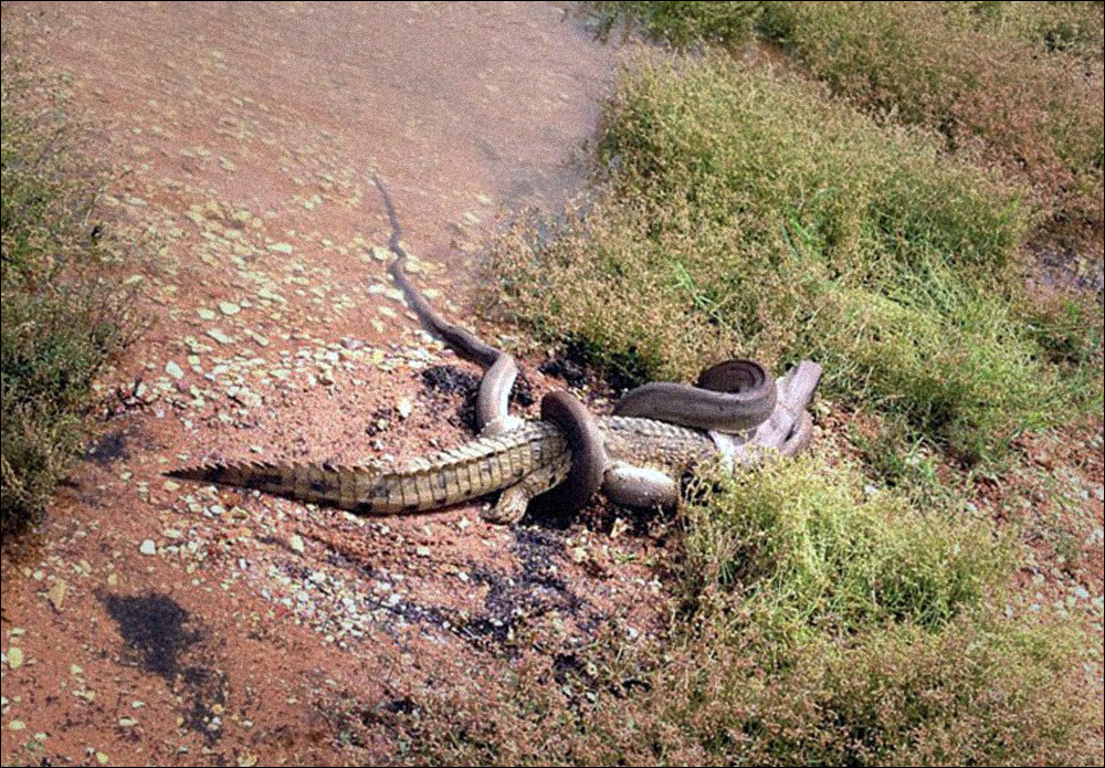 Giant snake eats crocodile