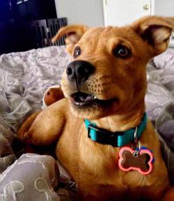 lynnwho:  endless-puppies:  Scrappy doo is that you?  😍😍😍