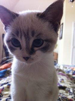 xbytheseasidex:  I’m tiny and new and cuter than you