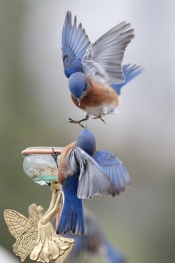 Mind if I join you? (Eastern Bluebirds at a bird feeder)