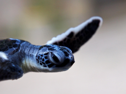 thelovelyseas:    A green turtle hatchling from the tropical island of Tenggol, Terengganu, Malaysia by Bitty Chong      