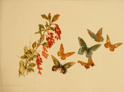 heaveninawildflower:  Butterflies by Susie Barstow Skelding. Plate from ‘From Snow to Sunshine’ by Alice Wellington Rollins. Published 1889. http://www.archive.org/stream/fromsnowtosunshi00roll#page/n1/mode/2up