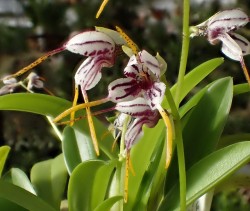 orchid-a-day: Masdevallia caloptera Syn.: Spilotantha caloptera January 4, 2019  