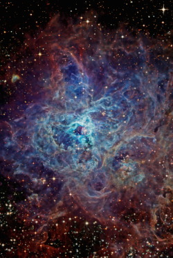 astronomicalwonders:  The Sprawling Tarantula NebulaThis immense star forming region is located in a nearby galaxy known as The Large Magellanic Cloud.  The region’s spidery appearance is responsible for its popular name - the Tarantula nebula… except