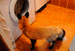 christofercringlemisha:  what does the fox say? do your fucking laundry 