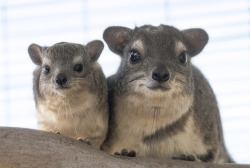 sdzoo:  Hyraxes resemble small rabbits or big rodents, but these unique animals  have some large relatives and an even larger history. Hop to it: http://bit.ly/ZNZ32816