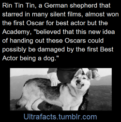 ultrafacts:  From this NPR interview:   “The story was that [Rin Tin Tin] was in line to get the first Best Actor award. It was the first year the Oscars were being given out. It wouldn’t have been unheard of. He was a huge box-office star. It wasn’t