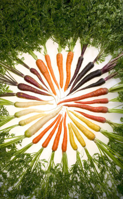 archiemcphee:  Today, thanks to this photo by Stephen Ausmus, we learned that carrots now come in nearly every color of the rainbow. We think that’s pretty awesome. This root vegetable rainbow is the result of a selective breeding program by researchers