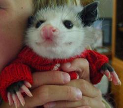 biifurcatedcoder:  It is the season for big warm smiles and festive red sweaters ! 
