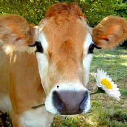 upclosefromafar:  i-can-dig-elviss:  doulaness:  lapinboheme:  inner-loveandpeace:  thighclapper:  vegan-vulcan:  baebly:  this cow is prettier than me  Dude someone once told me I look like a cow and I was like “omg really? Have you seen cows? Because