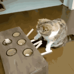 gifsboom:  Ingenious cat toy. [video] (via jinky74 ) 