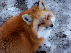 f0xbaby:  walkingfoxiest:            a post where I explain with images how foxes are the best thing ever, and how if you disagree you are obviously wrong  Foxes aree the bessssttt omg 