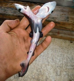 sixpenceee:  This two-headed blue shark fetus was removed from its mother by fisherman Christopher Johnston in 2008, off the coast of Australia. He says “Baby sharks have a very low chance of surviving, and so a two-headed shark that can’t swim properly