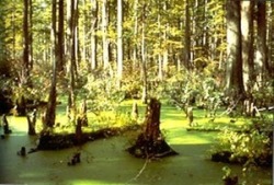 Hockomock Swamp sits in the middle of a paranormal hot spot known as the Bridgewater Triangle in southeast Mass. It&rsquo;s believed that Native Americans cursed the swamp centuries ago as a result of a dispute with Colonial settlers. Activity includes