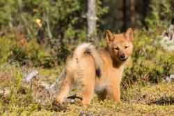 handsomedogs:   Finnish Spitz   Juha Saastamoinen      When I sit on your face it&rsquo;s ok you can play with it when I&rsquo;m bouncin it chill out and don&rsquo;t u make a mistake w it  let me see what ur workin w if I&rsquo;m riding I&rsquo;m murkin