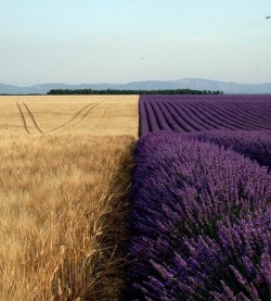 verycoolpics:  Very cool looking Field of Wheat next to Lavender 