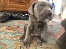 awwww-cute:  Our new Italian Mastiff puppy, Dovahkiin