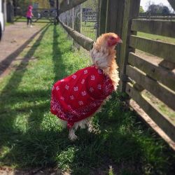 #chicken in a coat!!!  #farm #bandana #cute #springtime