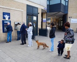 shorm:pigfacedlady: vardaesque:  rheabekkahc:  What the hell is that fox doing?  probably making a withdrawal seeing as he’s in line at the atm  my favorite part about this picture is that people saw the fox there and just started queuing behind it