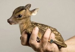 biology-online:Weighing around one kilogram (2.2 pounds) at birth the young Chinese water deer is able to stand after just an hour, and spends most of the first few weeks hiding in vegetation.