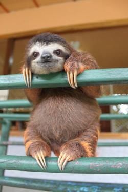 styleraiders:  If I had a baby pet sloth, I’d name it coconut