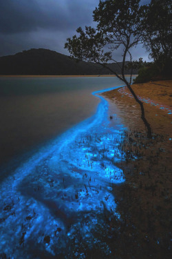 lsleofskye:  “Sea Sparkle” (Tathra, New South Wales) | davey_rogers