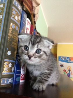 bookphile:  Me: Mom, send me pictures of kittens with the books, so I can put them on my blog. Mom: -_- Are you serious? Me: *sends picture of other kitten post* Look at this post,see how many people love them! Mom: Fine!! *sends me fifty photos.* 