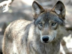 wolveswolves:  Why killing wolves might not save livestock December 3, 2014 - In many areas, wolves have long been targeted—and killed—for hurting livestock, but a new study says the tactic is backfiring. In late August, a government sharpshooter