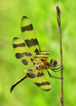 mistymorningme:  Halloween pennant, immature male at a nearby dam © Vicki’s Nature 