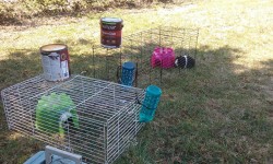 It&rsquo;s cage cleaning day, and it&rsquo;s so nice out I figured the piggies would like to get out a little. I didn&rsquo;t want them getting scooped up by hawks, so I just used their cage tops. Roxxi is nomming the shit out of some grass in her pigloo,