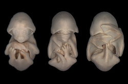 Bat embryo