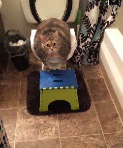 what-is-this-fruitsnackery:  My cousin is trying to toilet train her 20 pound cat and she sent me this and I’m crying 