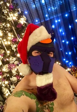 pupartemis:  foxpupkit:  Deck the halls with bow-wows of holly! Happy Yule &amp; Merry X-mas everyone! ❄️🌑🐶🎄🎁  Happy Yule and merry Christmas to you to Pup. 
