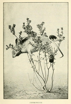 nemfrog: An experiment shows that beetles can get a dead mouse down from a thyme plant. The wonders of instinct. 1918.